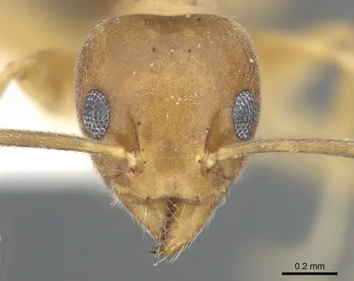 Technomyrmex vapidus specimen CASENT0903060 image casent0903060_2