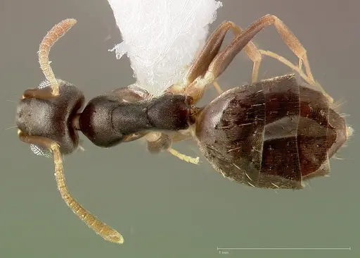 Technomyrmex vitiensis specimen CASENT0005326 image casent0005326_1