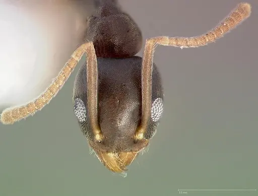 Technomyrmex vitiensis specimen CASENT0005326 image casent0005326_2