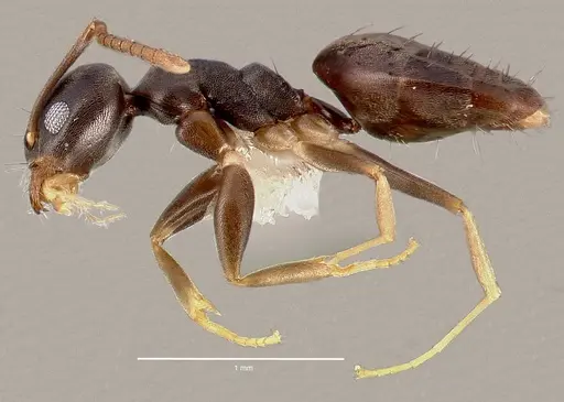 Technomyrmex vitiensis specimen CASENT0005326 image casent0005326_3