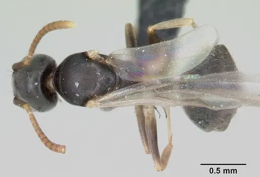 Technomyrmex vitiensis specimen CASENT0055890 image casent0055890_1