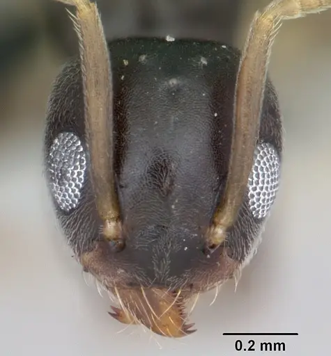 Technomyrmex vitiensis specimen CASENT0055890 image casent0055890_2