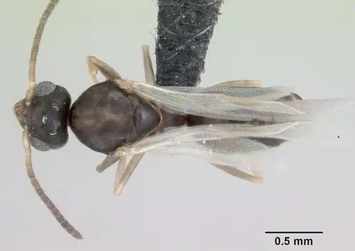 Technomyrmex vitiensis specimen CASENT0059644 image casent0059644_1