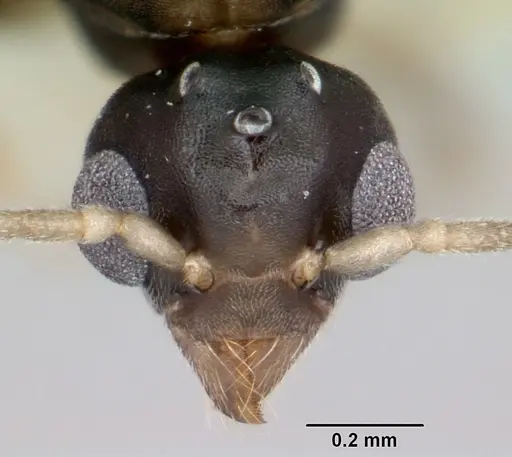 Technomyrmex vitiensis specimen CASENT0059644 image casent0059644_2