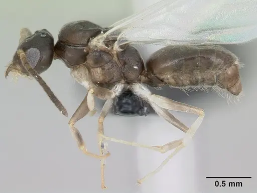 Technomyrmex vitiensis specimen CASENT0059644 image casent0059644_3
