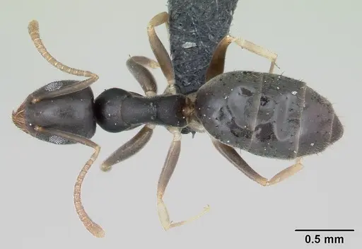 Technomyrmex vitiensis specimen CASENT0103244 image casent0103244_1