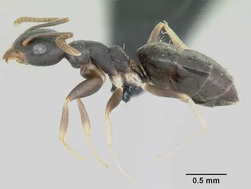 Technomyrmex vitiensis specimen CASENT0103244 image casent0103244_3