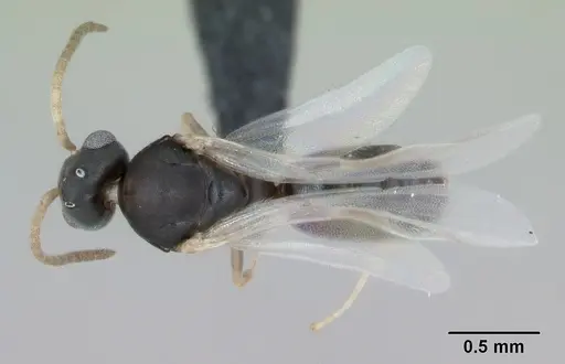 Technomyrmex vitiensis specimen CASENT0103331 image casent0103331_1