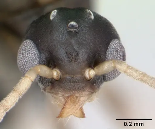 Technomyrmex vitiensis specimen CASENT0103331 image casent0103331_2