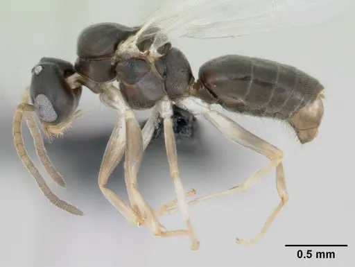 Technomyrmex vitiensis specimen CASENT0103331 image casent0103331_3
