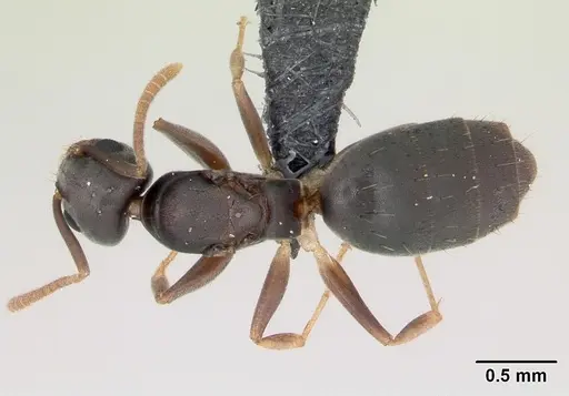 Technomyrmex vitiensis specimen CASENT0120917 image casent0120917_1