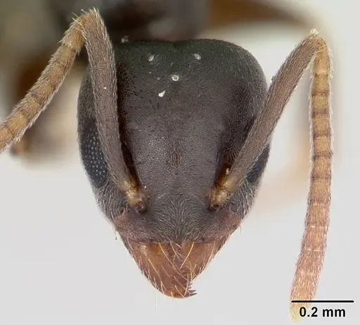 Technomyrmex vitiensis specimen CASENT0120917 image casent0120917_2