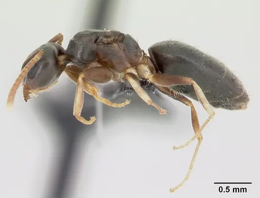 Technomyrmex vitiensis specimen CASENT0120917 image casent0120917_3