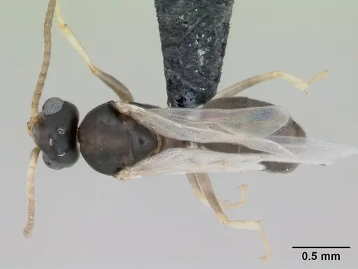 Technomyrmex vitiensis specimen CASENT0125149 image casent0125149_1