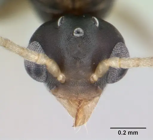 Technomyrmex vitiensis specimen CASENT0125149 image casent0125149_2