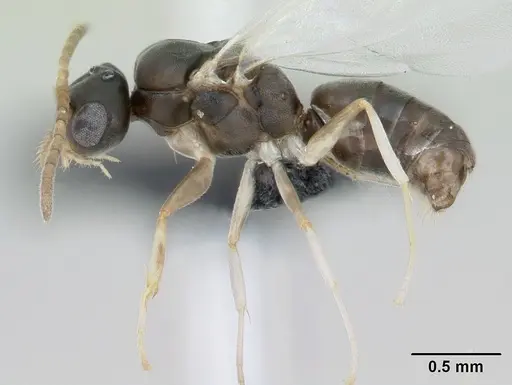 Technomyrmex vitiensis specimen CASENT0125149 image casent0125149_3
