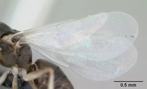 Technomyrmex vitiensis specimen CASENT0125149 image casent0125149_4