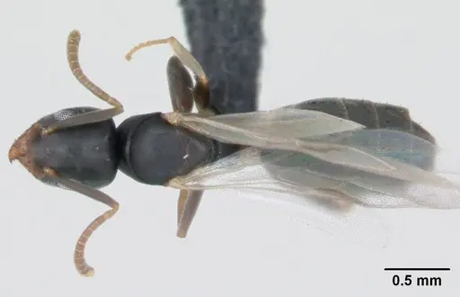 Technomyrmex vitiensis specimen CASENT0125200 image casent0125200_1