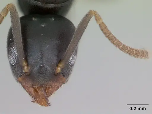 Technomyrmex vitiensis specimen CASENT0125200 image casent0125200_2