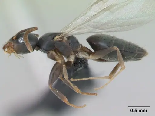 Technomyrmex vitiensis specimen CASENT0125200 image casent0125200_3
