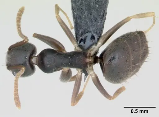 Technomyrmex vitiensis specimen CASENT0125349 image casent0125349_1