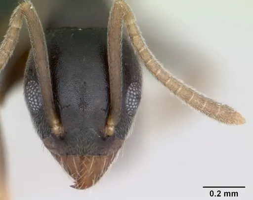 Technomyrmex vitiensis specimen CASENT0125349 image casent0125349_2