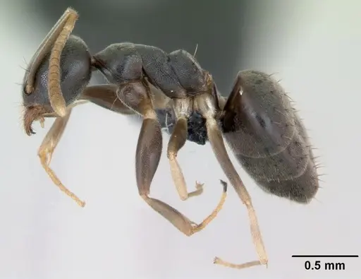 Technomyrmex vitiensis specimen CASENT0125349 image casent0125349_3