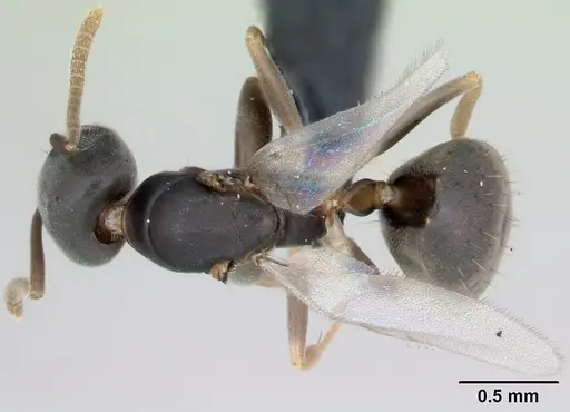 Technomyrmex vitiensis specimen CASENT0125350 image casent0125350_1
