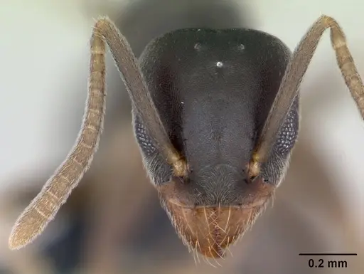 Technomyrmex vitiensis specimen CASENT0125350 image casent0125350_2
