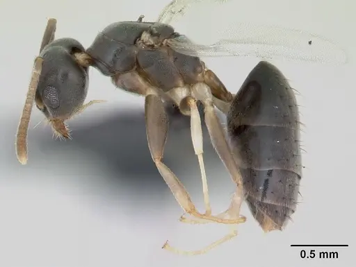 Technomyrmex vitiensis specimen CASENT0125350 image casent0125350_3