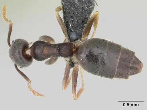 Technomyrmex vitiensis specimen CASENT0125609 image casent0125609_1