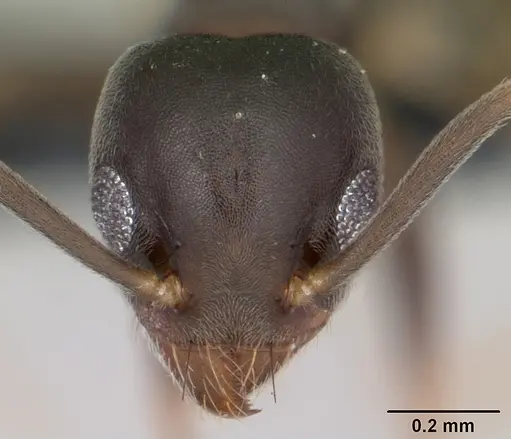Technomyrmex vitiensis specimen CASENT0125609 image casent0125609_2