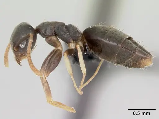 Technomyrmex vitiensis specimen CASENT0125609 image casent0125609_3