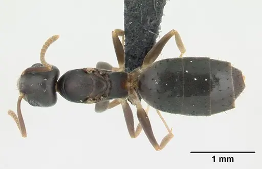 Technomyrmex vitiensis specimen CASENT0136862 image casent0136862_1