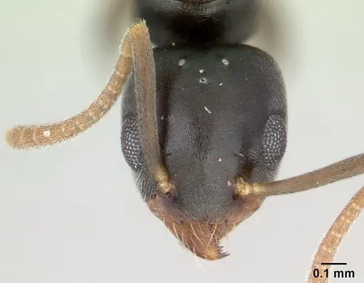 Technomyrmex vitiensis specimen CASENT0136862 image casent0136862_2