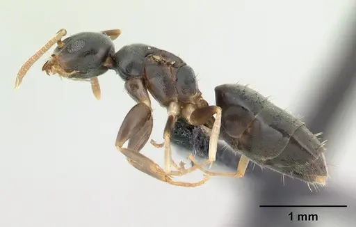 Technomyrmex vitiensis specimen CASENT0136862 image casent0136862_3