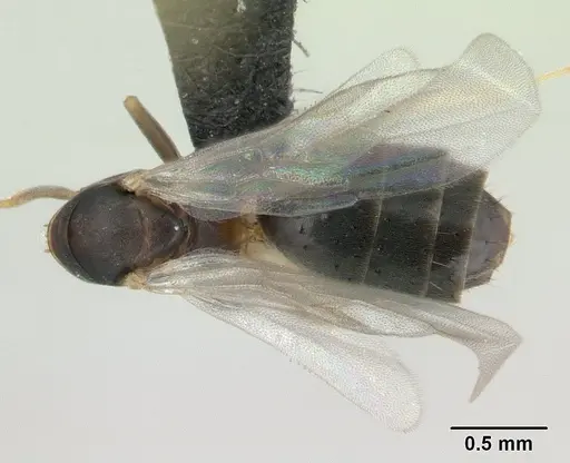 Technomyrmex vitiensis specimen CASENT0137344 image casent0137344_1
