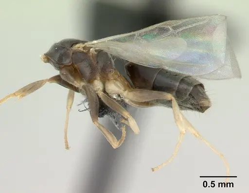 Technomyrmex vitiensis specimen CASENT0137344 image casent0137344_2