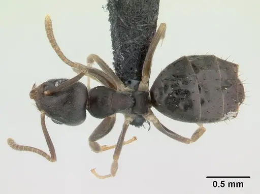 Technomyrmex vitiensis specimen CASENT0137369 image casent0137369_1