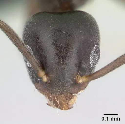 Technomyrmex vitiensis specimen CASENT0137369 image casent0137369_2
