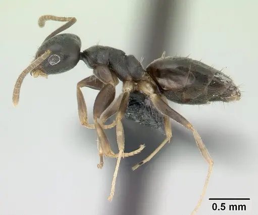 Technomyrmex vitiensis specimen CASENT0137369 image casent0137369_3