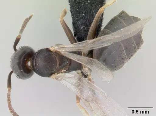 Technomyrmex vitiensis specimen CASENT0146473 image casent0146473_1