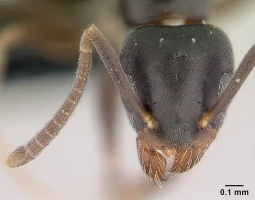 Technomyrmex vitiensis specimen CASENT0146473 image casent0146473_2