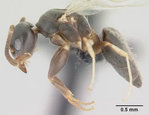 Technomyrmex vitiensis specimen CASENT0146473 image casent0146473_3