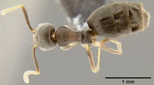 Technomyrmex vitiensis specimen CASENT0171057 image casent0171057_1
