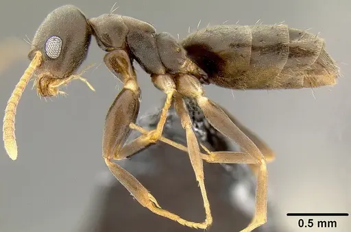 Technomyrmex vitiensis specimen CASENT0171057 image casent0171057_3