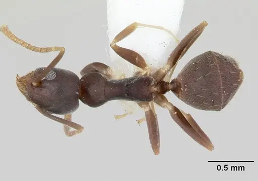 Technomyrmex vitiensis specimen CASENT0172776 image casent0172776_1