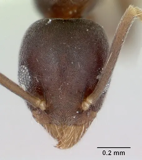 Technomyrmex vitiensis specimen CASENT0172776 image casent0172776_2