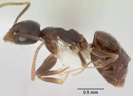 Technomyrmex vitiensis specimen CASENT0172776 image casent0172776_3