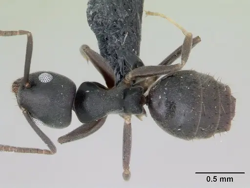 Technomyrmex vitiensis specimen CASENT0173864 image casent0173864_1